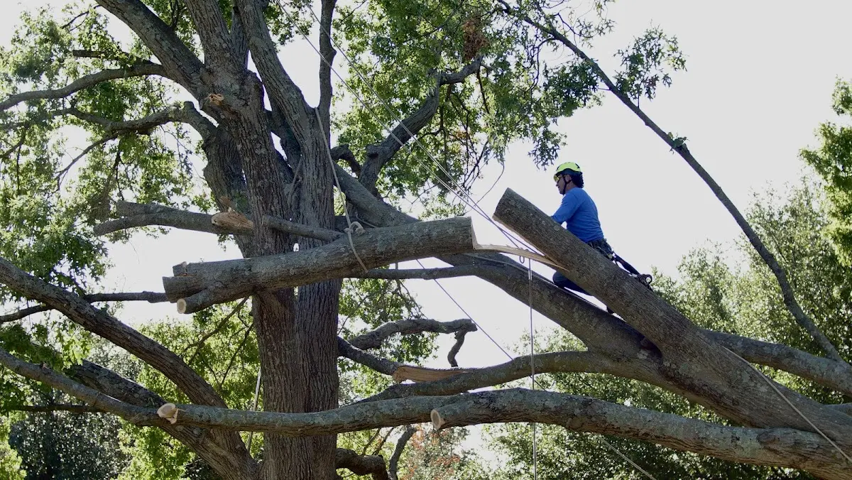 Professional Hazardous Tree Removal performed by certified arborists in Crocketts Bluff