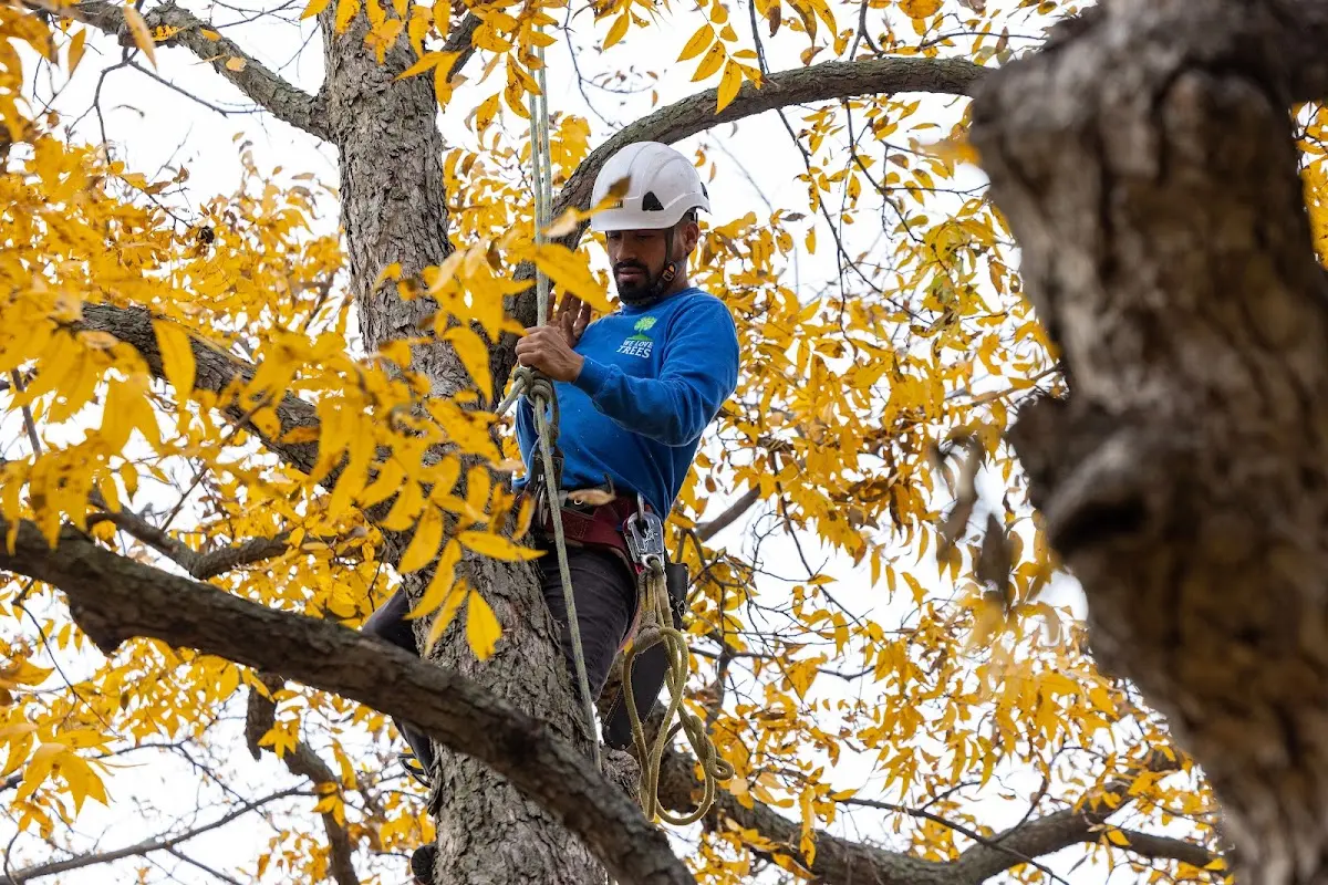 Skilled Tree Trimming crew working in Crocketts Bluff