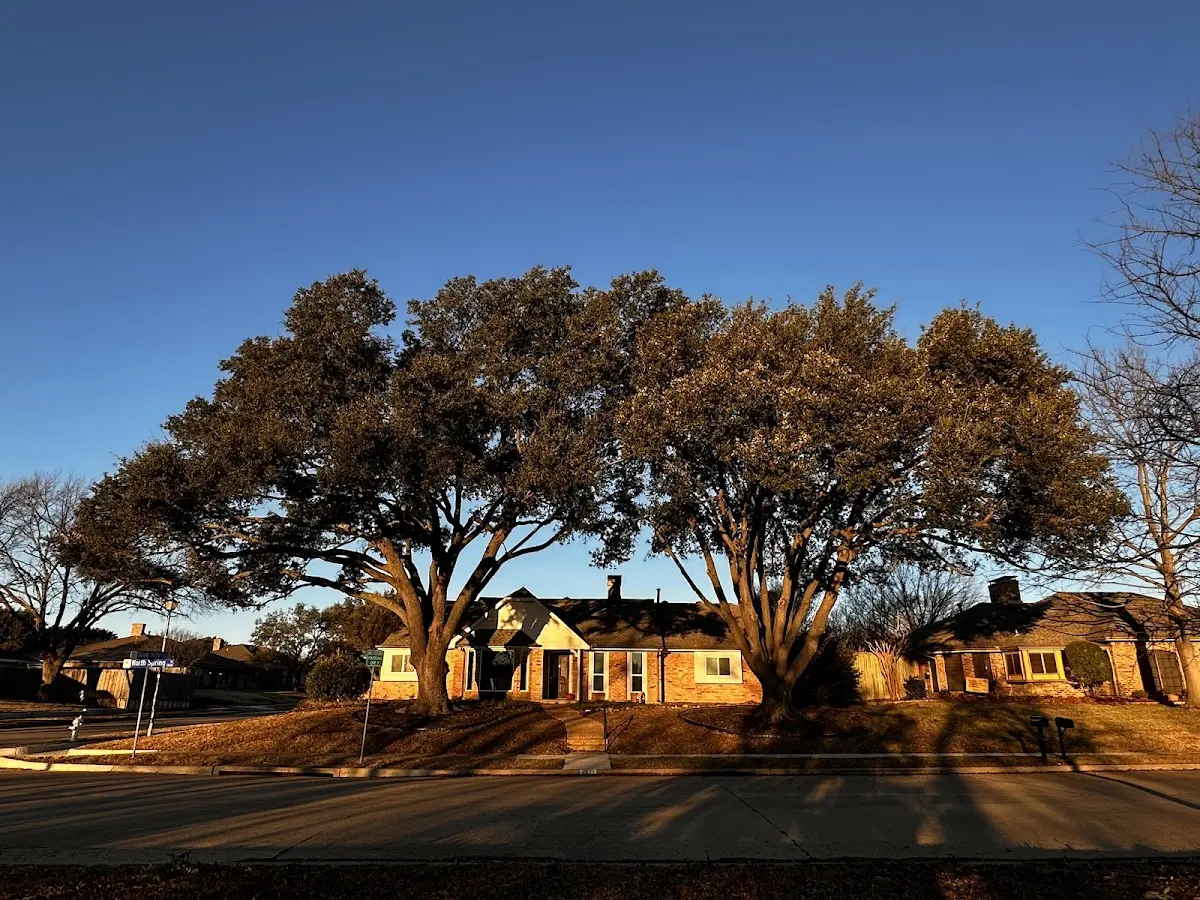 Established residential canopy tree shading a home in Crocketts Bluff